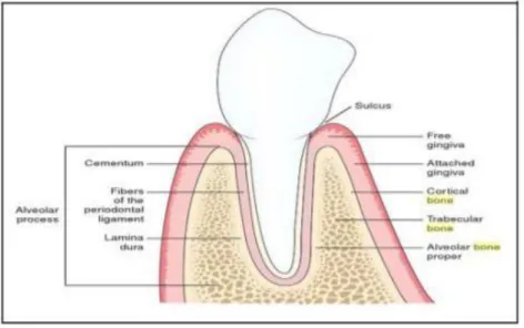 Gambar 1 Tulang alveolar. 36
