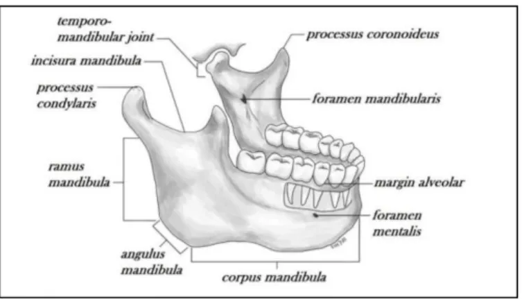 Gambar 2. Korpus dan ramus mandibula. 38