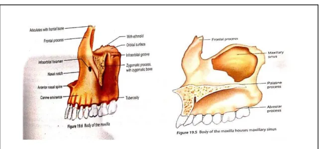 Gambar 4. Badan maksila dan prosesus. 38