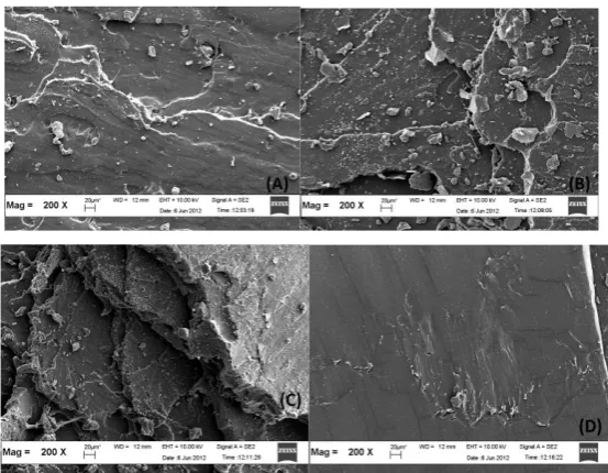 Figure 2. SEM micrographs of the failure fracture surface of unfilled NR compound at a magnification of 200 X, (A) A/0.0, (B) C/0.4, (C) D/0.6, and (D) E/0.8 