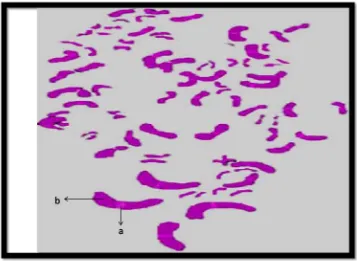 Gambar 4.2 Rentangan kromosom insang Neolisochillus sp.  Ket: a. Sentromer b. Lengan kromosom 