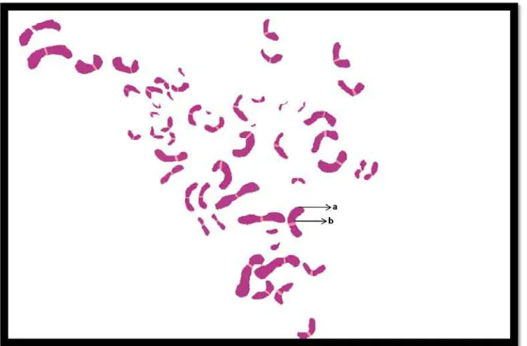 Gambar 4.5 Kromosom  Tor sp. dengan teknik kroping Photoshop CS 2 Ket: a. Lengan kromosom, b