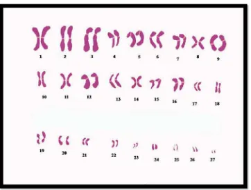 Gambar 4.6 Karyotipe kromosom Tor sp. yang diurutkan berdasarkan panjang kromosom 