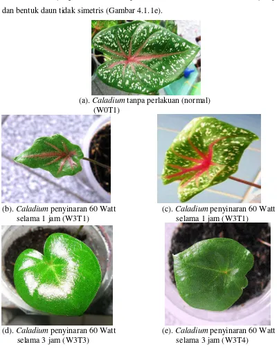 Gambar 4.1.1  Perbandingan fenotipe daun Caladium umur 14 hari normal (a), dengan mutan penyinaran dengan UV 60 Watt 1 jam (b dan c),                           3 jam (d) dan 4 jam