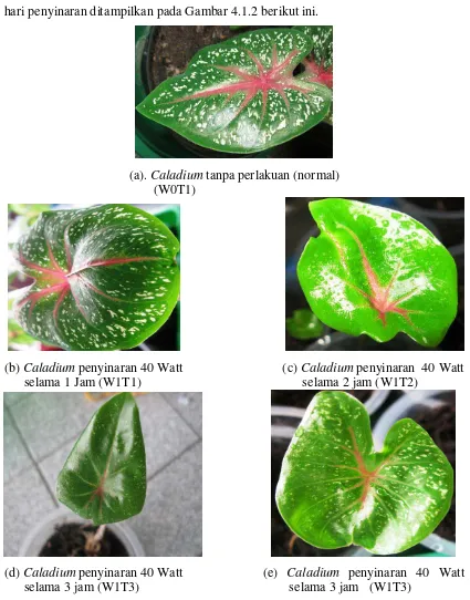 Gambar 4.1.2 Perbandingan fenotipe daun Caladium umur 21 hari normal (a), dengan mutan penyinaran dengan UV 40 Watt 1 jam (b)  2 jam                          ( c),  3 jam (d dan e)