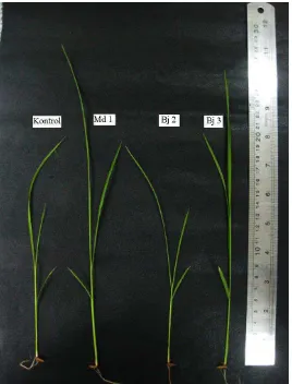 Gambar 3. Kecambah padi yang telah diintroduksi dengan bakteri endofit   penghasil IAA dan tanpa introduksi (kontrol)  