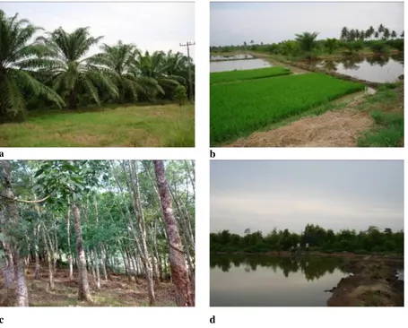 Figure 3. 4.  Land use in Besitang Watershed: a. oil palm plantation, b. rice field,  