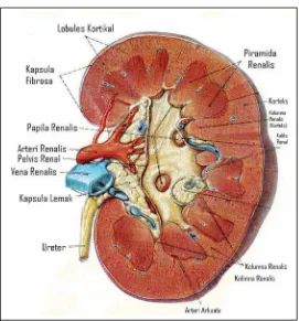 Gambar 2.1 Anatomi Ginjal17 