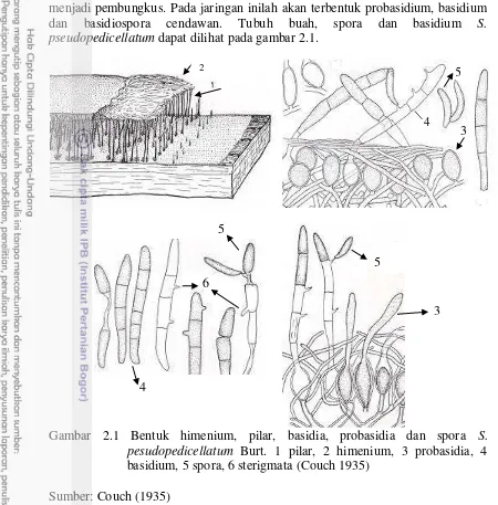 Gambar 2.1 Bentuk himenium, pilar, basidia, probasidia dan spora  S. 