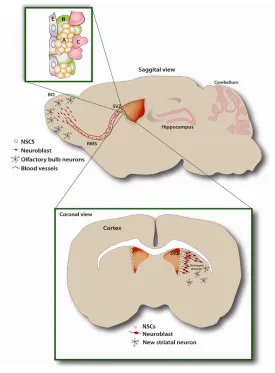 Figure 1. Stroke and neurogenesis in the subventricular zone 17. 
