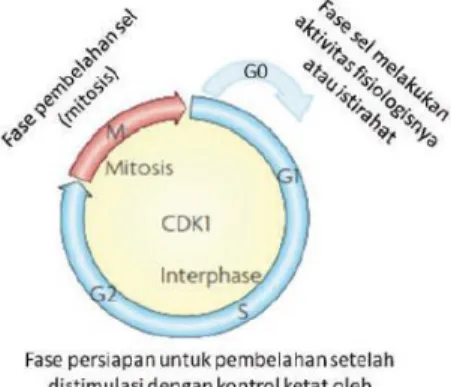 Gambar 2.2 Fase siklus sel (pembelahan sel) (Romadhon, 2013). 