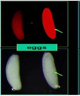 Gambar 1. Telur Bactrocera Sumber: http://www.entomol.nchu.edu sp.  