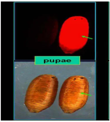 Gambar 2. Larva Bactrocera Sumber : http://www.entomol.nchu.edu sp.  