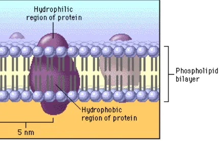 Gambar 1.1 Membran sel diunduh dari (http://citadel.sjfc.edu )