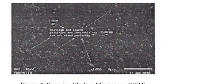Figure 5. Scanning Electron Microscopy (SEM) 