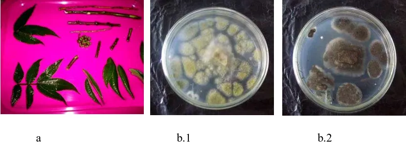 Gambar 3.2.1. Sampel yang digunakan (a: akar, batang, daun, dan buah andaliman,       b1,2: Aspergillus sp 1 strain nasi, dan sp 2 strain roti)  