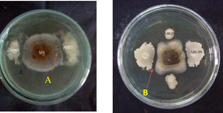 Gambar 4.3.1 Uji Antagonis isolat bakteri endofit potensial terhadap Aspergillus sp. Tanda panah A: Miselium menipis, B: Zona hambat (masa inkubasi 7 hari pada media NA + YE 1%) 