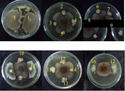 Gambar 4.3.2 Uji antagonis beberapa bakteri endofit terhadap Aspergillus sp. pada media NA+YE 1 % pada hari ke-7 (1: isolat BAA06, 2: isolat BBTA02, 3: isolat BDA04, 4: isolat BBUA12, 5: isolat BBTA04 6: 
