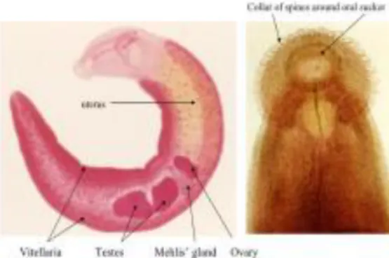 Gambar 11. Echinostoma spp. 