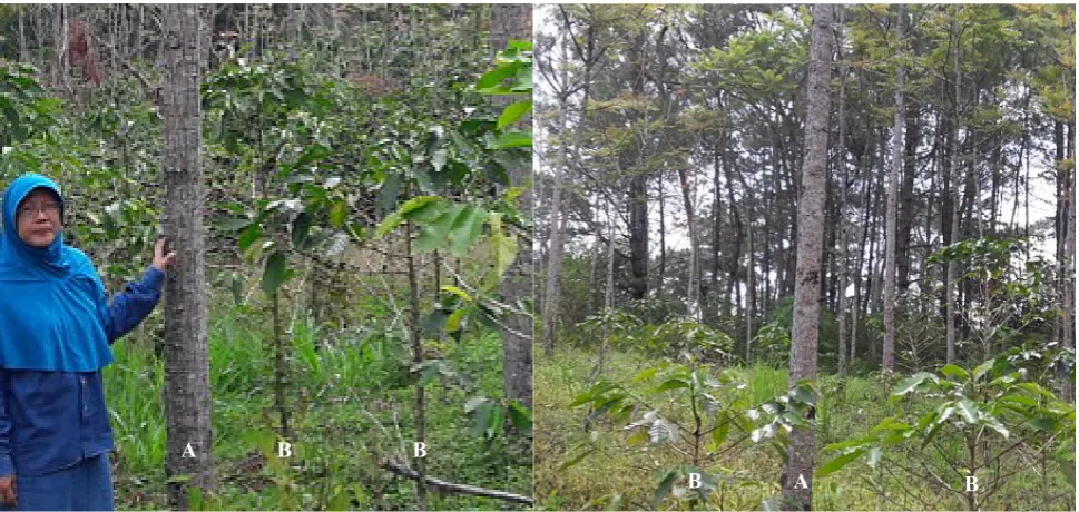 Table 1. Descriptive statistics for diameter, biomass and carbon storage of Toona sureni and Coffea arabica  