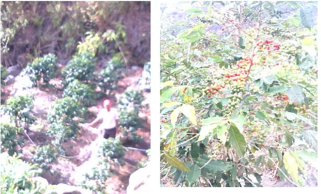 Gambar 3. Tanaman kopi di Desa Sosor Dolok 