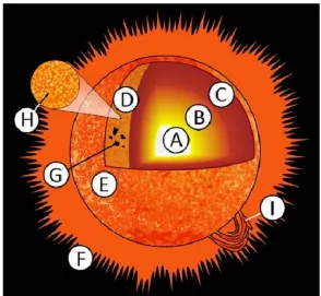 Gambar 2.2 Struktur Matahari(http://commons.wikimedia 