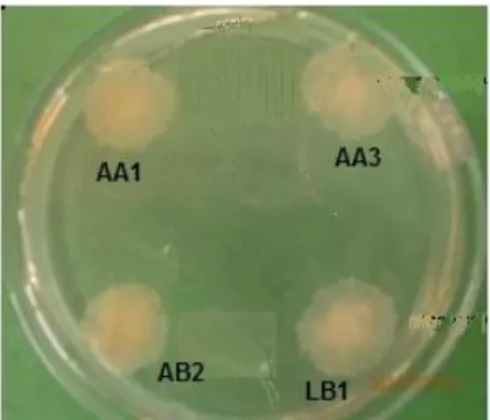Gambar 1. Aktivitas lipolitik isolat bakteri termofilik  