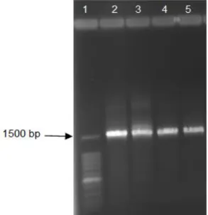 Gambar 2. Elektroferogram hasil amplifikasi gen 16S rRNA pada bakteri termo-lipolitik  yang diuji