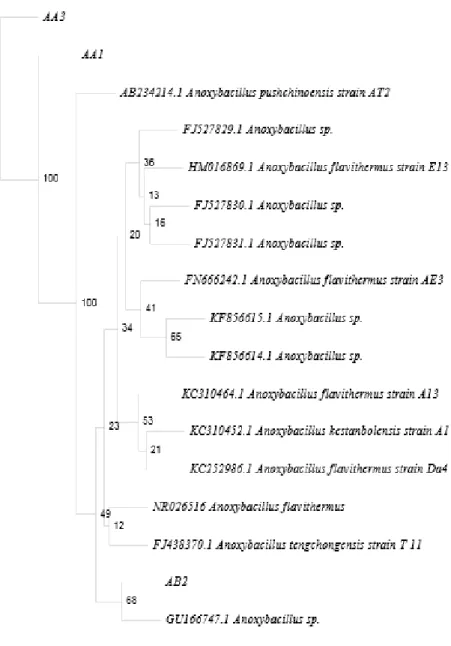Gambar 3.  Filogenetik berdasarkan urutan nukleotida dari gen 16S rRNA isolat AA1,  AA3, dan AB2.