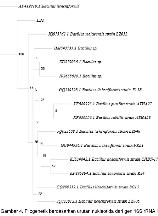 Gambar 4. Filogenetik berdasarkan urutan nukleotida dari gen 16S rRNA isolat LB1. 