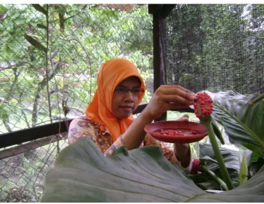 Gambar 1.2 Indukan Anthurium hookeri berumur 10 tahun    