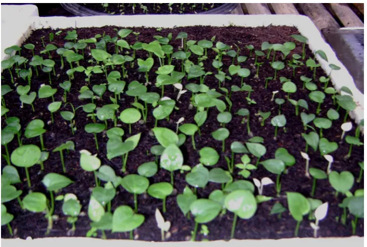 Gambar 1.8 Pertumbuhan Perkecambahan Anthurium hookeri  
