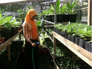 Gambar 1.12 Penyiraman  Anthurium hookeri  