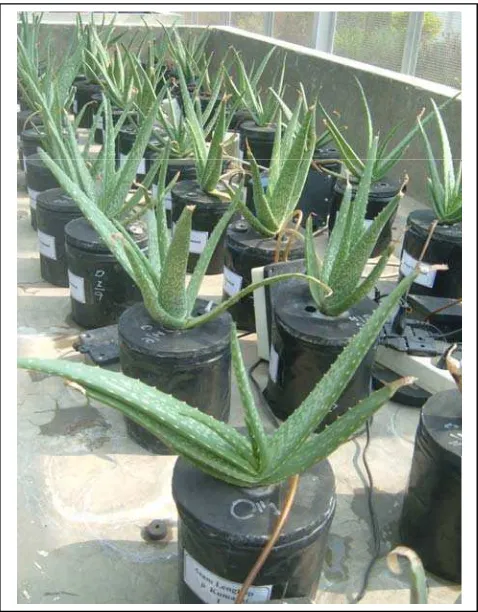 Gambar 8. Penampilan tanaman lidah buaya yang ditumbuhkan pada larutan hara.                menunjukkan aerator  selang penghubung udara dari aerator