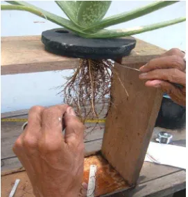 Gambar 10. Bagian-bagian akar tanaman lidah buaya yang ditanam pada media larutan hara