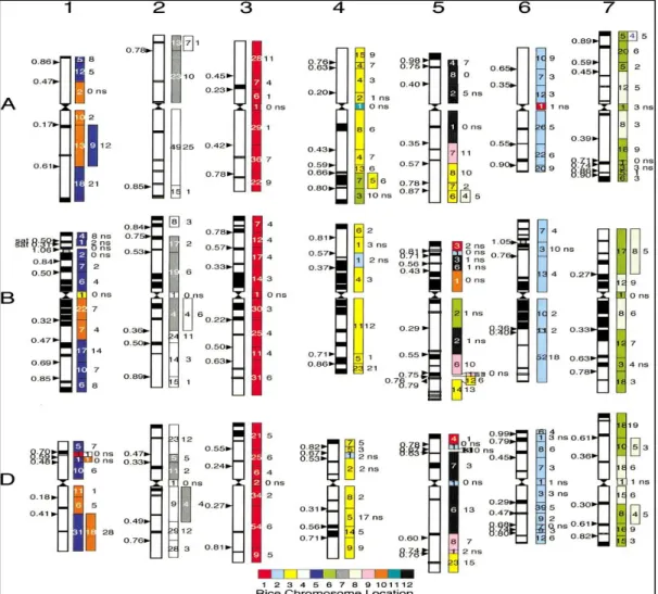 Gambar 7. Hubungan Genom Gandum-Padi (Sumber gambar: Sorrells et al., 2003)  
