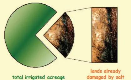 Gambar 1. Persentase lahan yang rusak akibat salinitas tinggi  (Carillo et al., 2011)