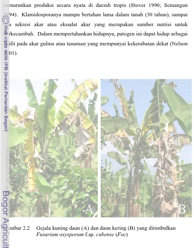 Gambar 2.2  Gejala kuning dFusarium oxyspg daun (A) dan daun kering (B) yang ditimbulkan ysporum