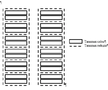 Gambar  3.  Layout  penanaman  cabai  dan  refugia 
