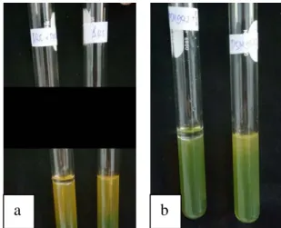Gambar 5 :  Uji oksidasi fermentasi a. Fermentasi positif, b. Oksidasi positif  