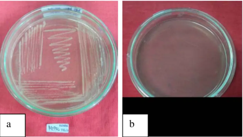 Gambar 8 : Uji penggunaan karbon a. Bakteri mampu tumbuh pada sumber  karbon inositol (positif), b