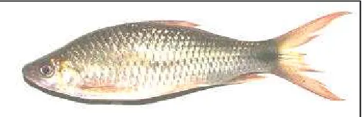 Gambar 2. Ikan nilem (Osteochilus hasselti C.V.) 