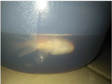 Gambar 4.3 Ikan mas yang dimasukkan ke dalam air cuka 