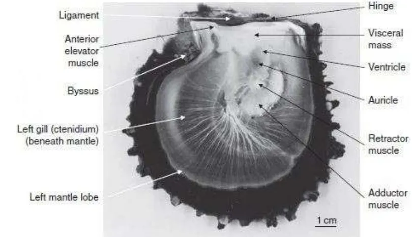 Gambar 1. Morfologi dan Anatomi Kerang Mutiara ( Pinctada sp.) (Sumber: Southgate dan Lucas, 2008)  