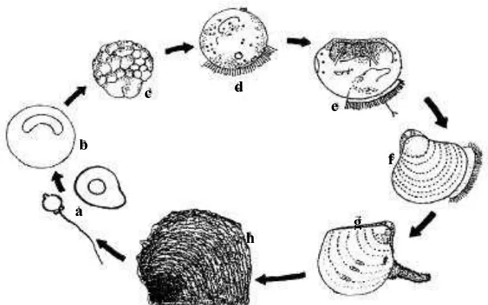 Gambar 2. Siklus Hidup Kerang Mutiara ( P. maxima) (Keterangan: a. telur dan sperma; b