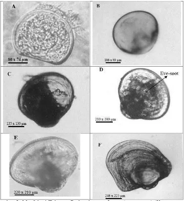 Gambar 3. Morfologi Tahapan Perkembangan Larva ( P. maxima) (Keterangan: a. D-veliger; b