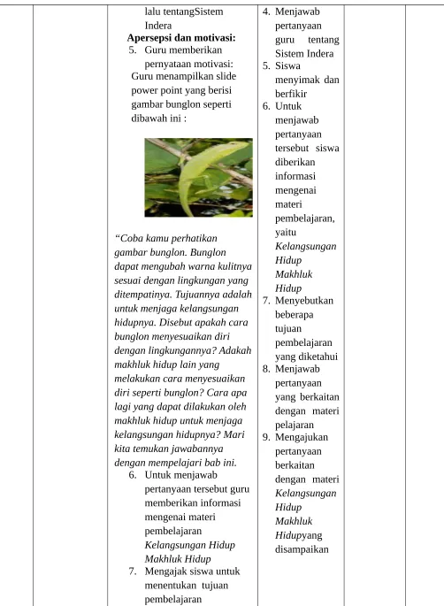 gambar bunglon. Bunglon 