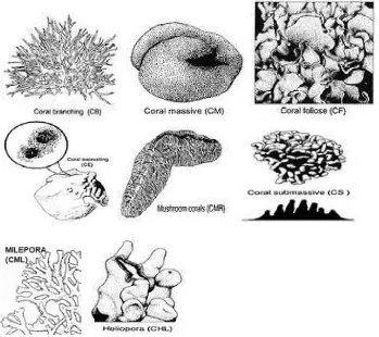 Gambar 1. Bentuk pertumbuhan karang non-Acropora (English et al., 1994) 