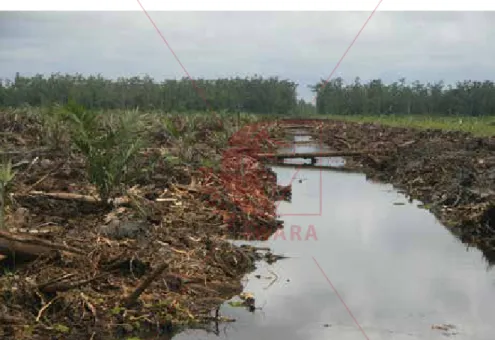 Gambar 2.5 Kondisi lahan sebelum diolah di  Provinsi Kalimantan Utara.