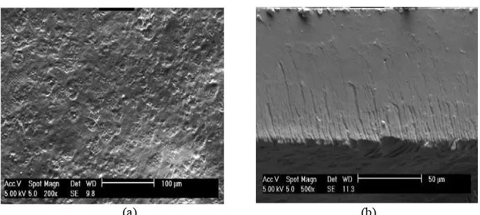Gambar 2. Mikrograf hasil analisis plastik biodegradable dari komposit campuran tepung nasi aking dan tepung tapioka dengan SEM Imaging (a) permukaan dengan 1000× pembesaran dan (b) penampang melintang dengan 2000× pembesaran
